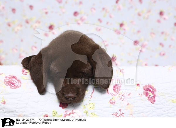 Labrador Retriever Welpe / Labrador Retriever Puppy / JH-29774