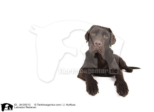 Labrador Retriever / Labrador Retriever / JH-30013