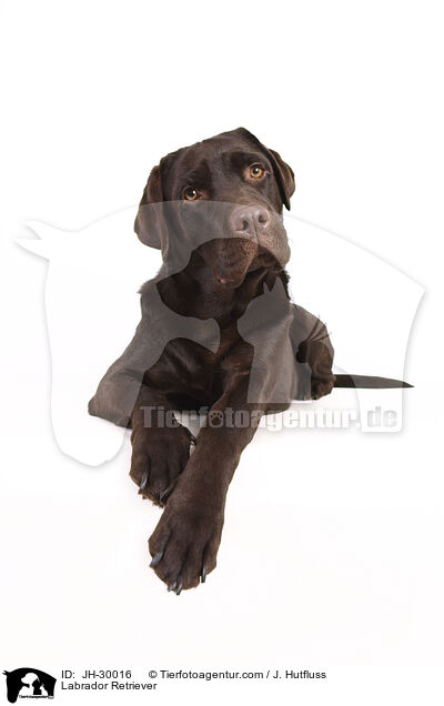 Labrador Retriever / Labrador Retriever / JH-30016