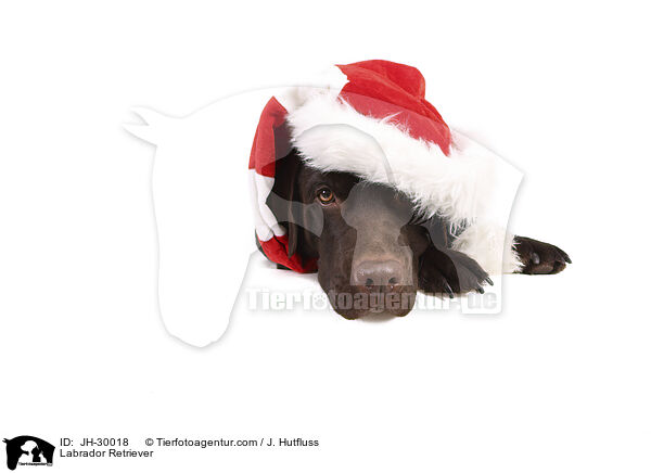 Labrador Retriever / Labrador Retriever / JH-30018