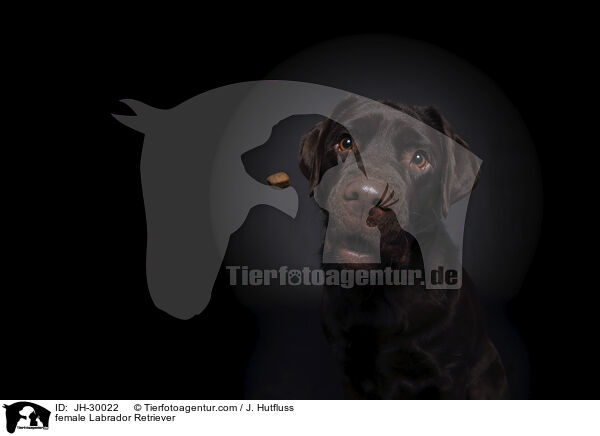 Labrador Retriever Hndin / female Labrador Retriever / JH-30022