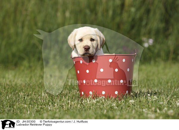 Labrador Retriever Welpe / Labrador Retriever Puppy / JH-30300