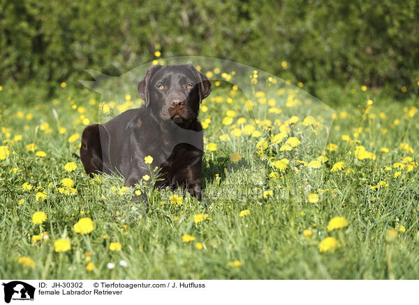 Labrador Retriever Hndin / female Labrador Retriever / JH-30302
