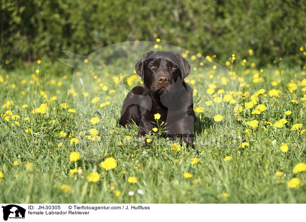 Labrador Retriever Hndin / female Labrador Retriever / JH-30305