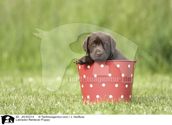 Labrador Retriever Welpe / Labrador Retriever Puppy / JH-30314