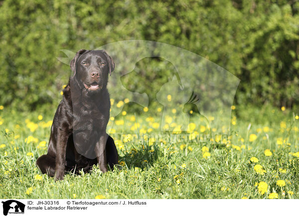 Labrador Retriever Hndin / female Labrador Retriever / JH-30316
