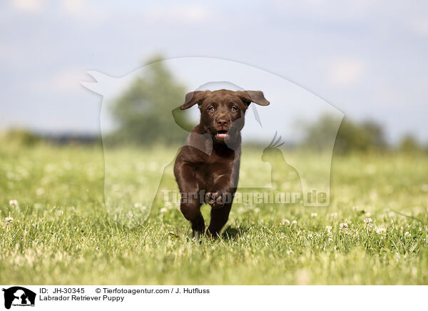Labrador Retriever Welpe / Labrador Retriever Puppy / JH-30345