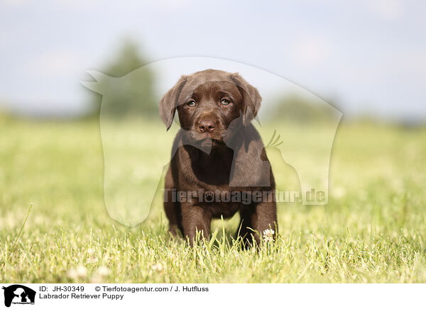 Labrador Retriever Welpe / Labrador Retriever Puppy / JH-30349