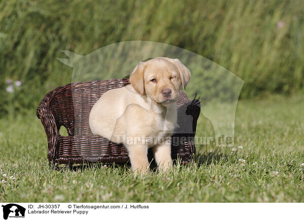 Labrador Retriever Welpe / Labrador Retriever Puppy / JH-30357