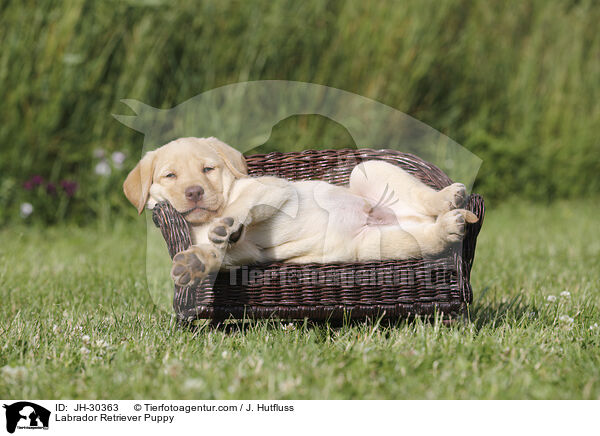 Labrador Retriever Welpe / Labrador Retriever Puppy / JH-30363