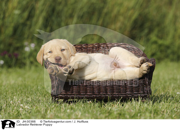 Labrador Retriever Welpe / Labrador Retriever Puppy / JH-30366