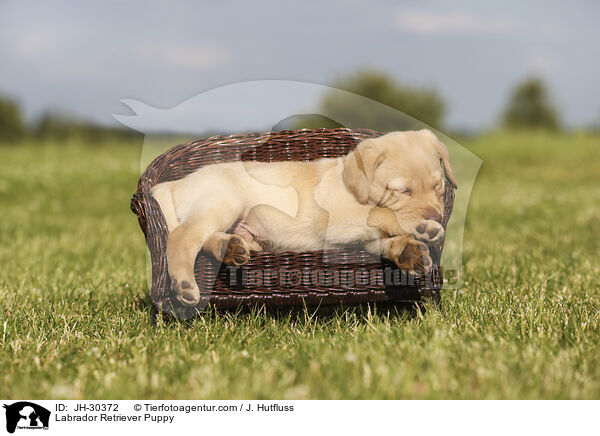 Labrador Retriever Welpe / Labrador Retriever Puppy / JH-30372