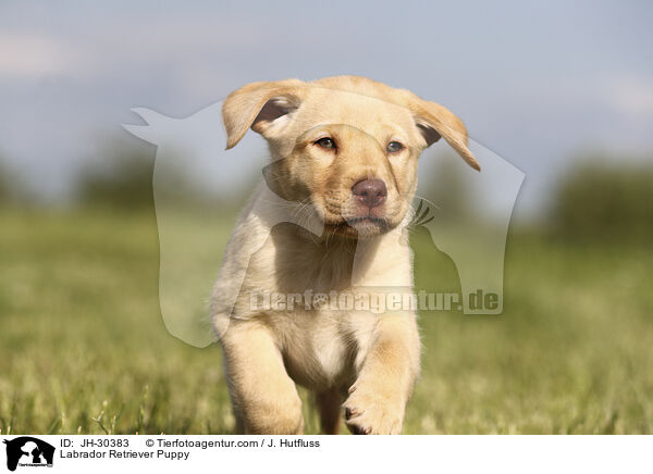 Labrador Retriever Welpe / Labrador Retriever Puppy / JH-30383