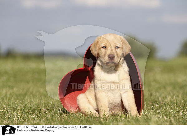 Labrador Retriever Puppy / JH-30394