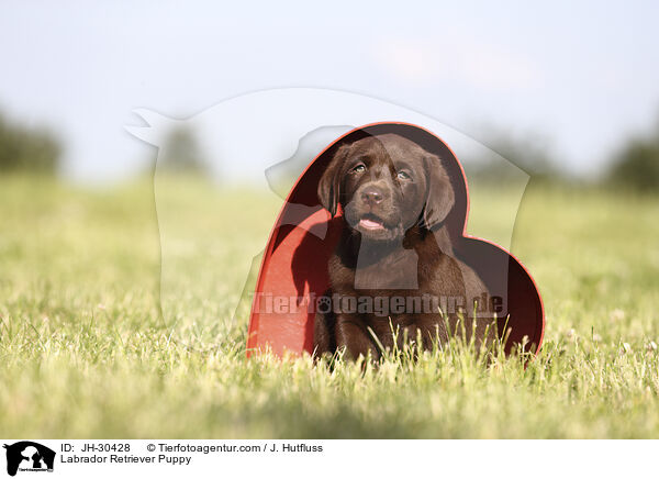 Labrador Retriever Welpe / Labrador Retriever Puppy / JH-30428