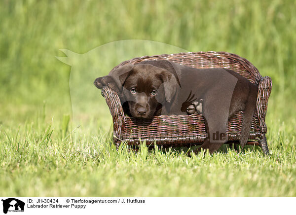 Labrador Retriever Welpe / Labrador Retriever Puppy / JH-30434