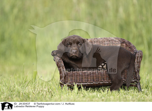 Labrador Retriever Welpe / Labrador Retriever Puppy / JH-30437