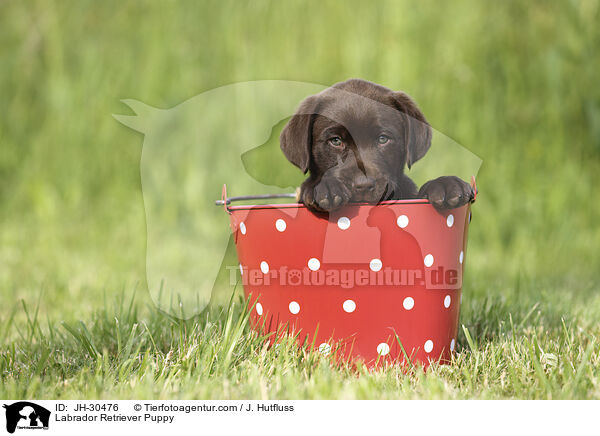 Labrador Retriever Welpe / Labrador Retriever Puppy / JH-30476