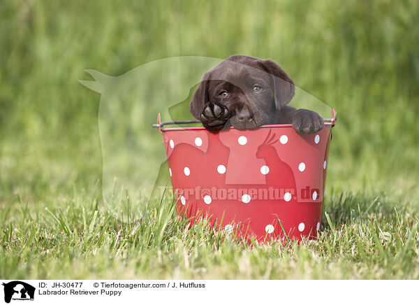 Labrador Retriever Welpe / Labrador Retriever Puppy / JH-30477
