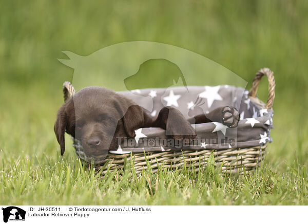 Labrador Retriever Welpe / Labrador Retriever Puppy / JH-30511