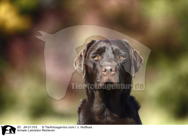 Labrador Retriever Hndin / female Labrador Retriever / JH-31103