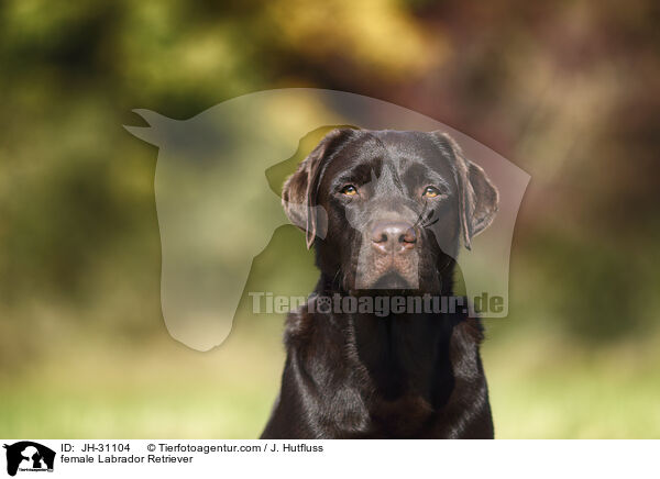 Labrador Retriever Hndin / female Labrador Retriever / JH-31104