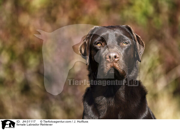 Labrador Retriever Hndin / female Labrador Retriever / JH-31117