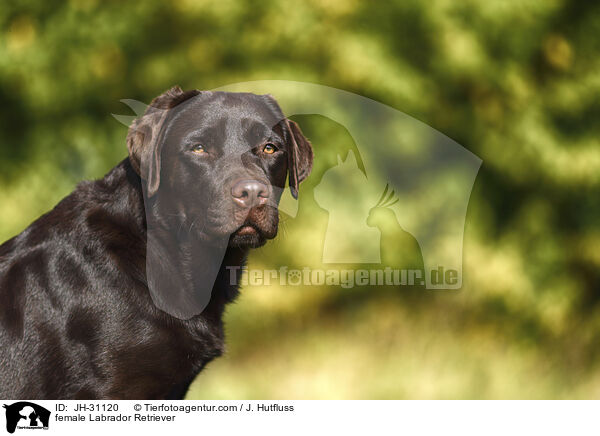 Labrador Retriever Hndin / female Labrador Retriever / JH-31120