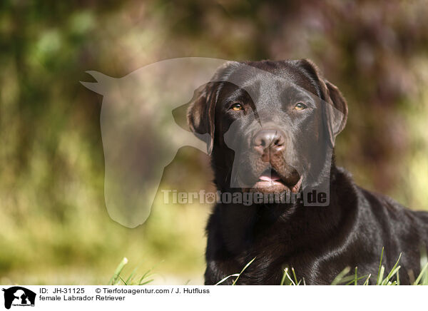 Labrador Retriever Hndin / female Labrador Retriever / JH-31125