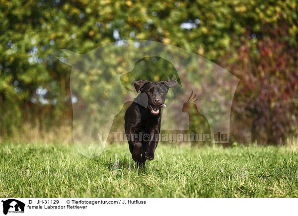 Labrador Retriever Hndin / female Labrador Retriever / JH-31129