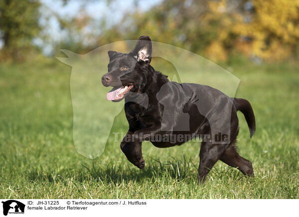 Labrador Retriever Hndin / female Labrador Retriever / JH-31225
