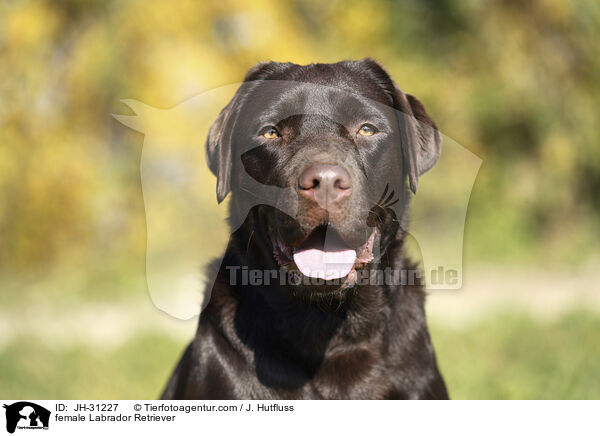 Labrador Retriever Hndin / female Labrador Retriever / JH-31227