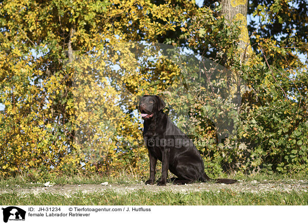 Labrador Retriever Hndin / female Labrador Retriever / JH-31234