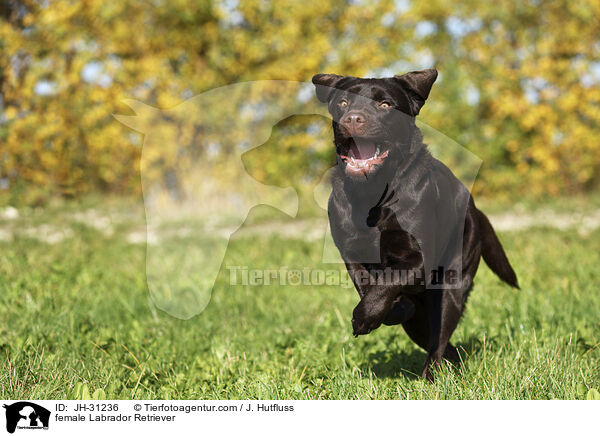 Labrador Retriever Hndin / female Labrador Retriever / JH-31236