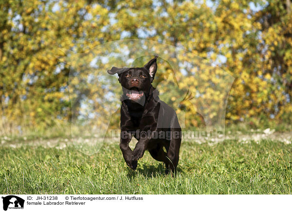Labrador Retriever Hndin / female Labrador Retriever / JH-31238