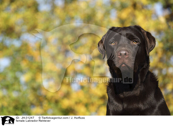 Labrador Retriever Hndin / female Labrador Retriever / JH-31247