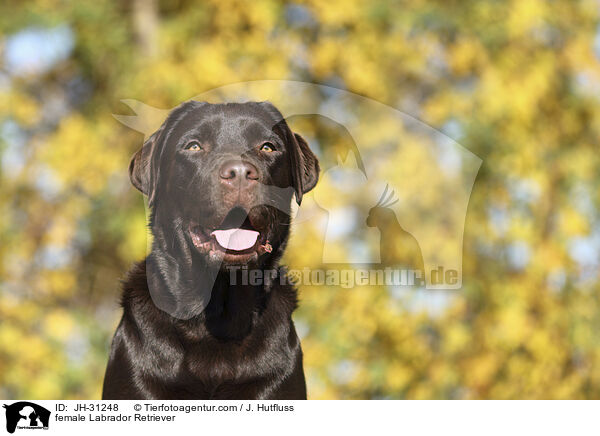 Labrador Retriever Hndin / female Labrador Retriever / JH-31248