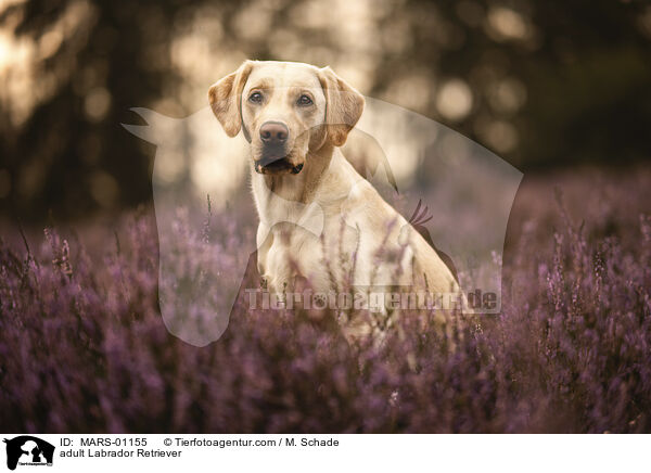 adult Labrador Retriever / MARS-01155
