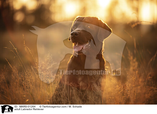 ausgewachsener Labrador Retriever / adult Labrador Retriever / MARS-01264