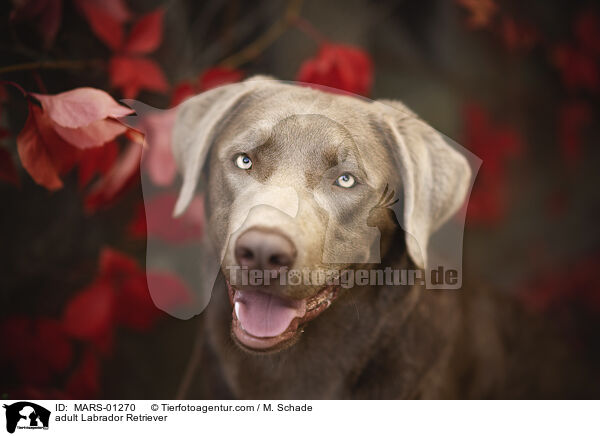 ausgewachsener Labrador Retriever / adult Labrador Retriever / MARS-01270