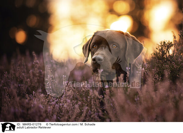 ausgewachsener Labrador Retriever / adult Labrador Retriever / MARS-01276