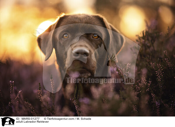 ausgewachsener Labrador Retriever / adult Labrador Retriever / MARS-01277