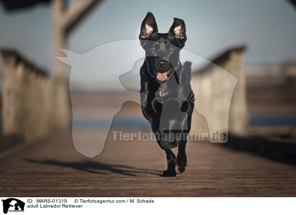 ausgewachsener Labrador Retriever / adult Labrador Retriever / MARS-01319