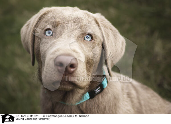 junger Labrador Retriever / young Labrador Retriever / MARS-01324