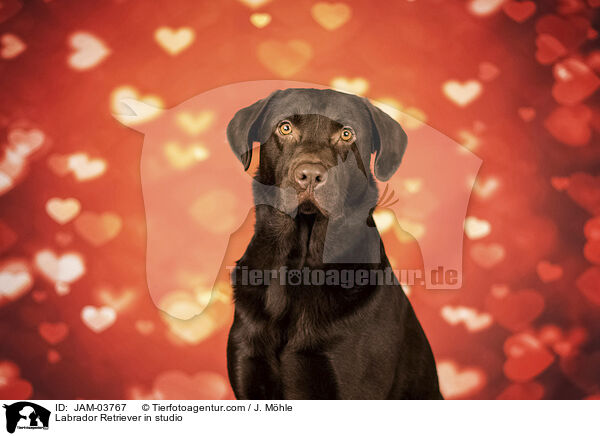 Labrador Retriever im Studio / Labrador Retriever in studio / JAM-03767
