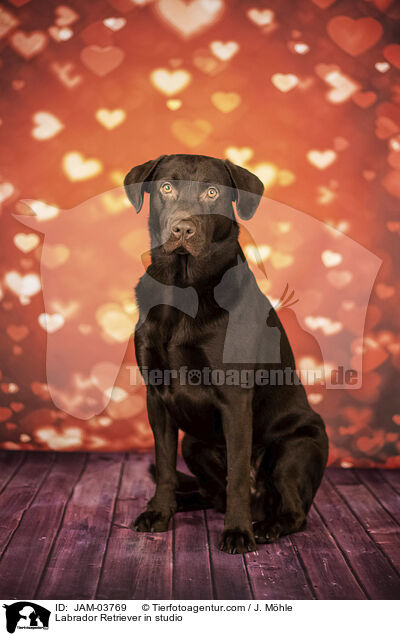 Labrador Retriever im Studio / Labrador Retriever in studio / JAM-03769