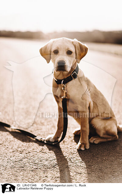 Labrador Retriever Welpe / Labrador Retriever Puppy / LR-01346