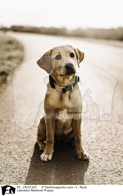 Labrador Retriever Welpe / Labrador Retriever Puppy / LR-01347