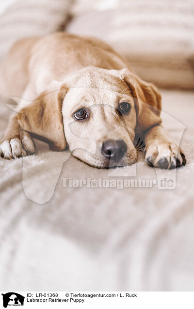 Labrador Retriever Welpe / Labrador Retriever Puppy / LR-01368