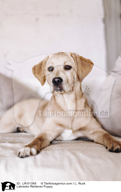 Labrador Retriever Puppy / LR-01369
